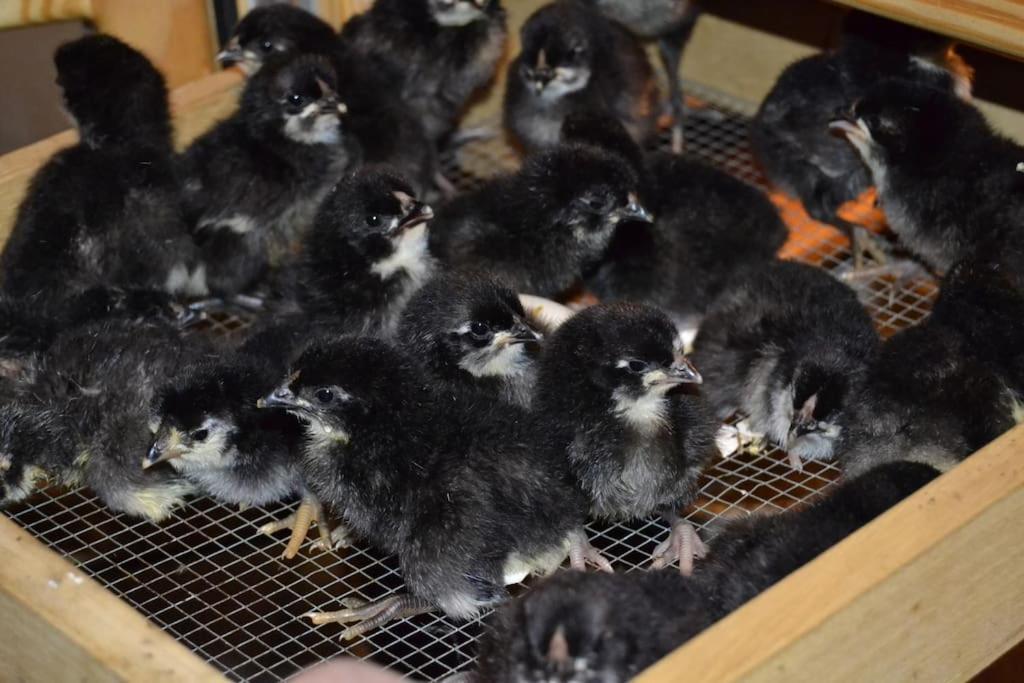 Gite Hansel De La Ferme Du Schneeberg Wangenbourg-Engenthal Екстериор снимка
