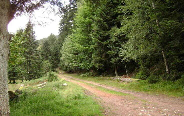 Gite Hansel De La Ferme Du Schneeberg Wangenbourg-Engenthal Екстериор снимка