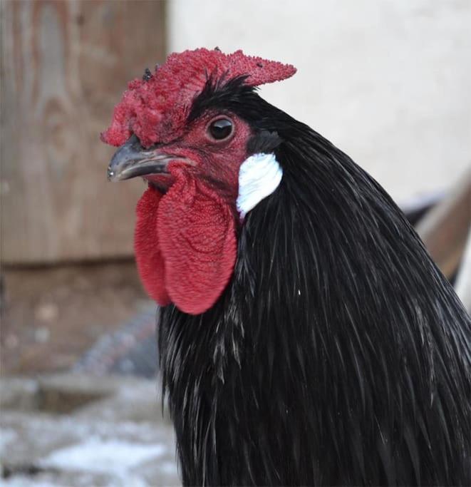 Gite Hansel De La Ferme Du Schneeberg Wangenbourg-Engenthal Екстериор снимка