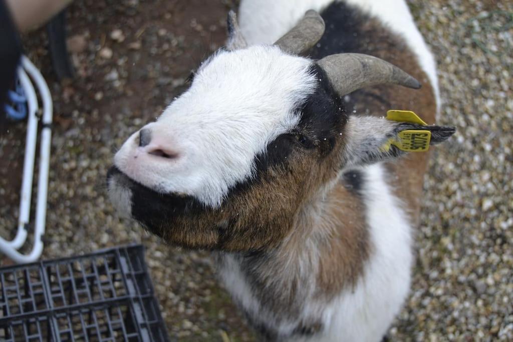 Gite Hansel De La Ferme Du Schneeberg Wangenbourg-Engenthal Екстериор снимка